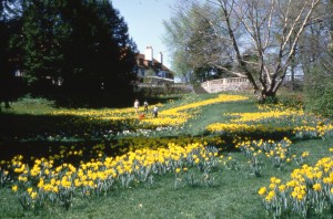Daffodil Hill, 1985