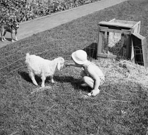 Brookside School pet show, 1936.